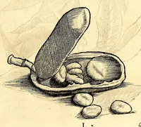 Picture 26 of 52 from Gulielmi Pisonis medici Amstelædamensis De Indiæ utriusque re naturali et medica libri quatuordecim, quorum contenta pagina sequens exhibet (1658), leaf 151