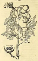 Picture 28 of 52 from Gulielmi Pisonis medici Amstelædamensis De Indiæ utriusque re naturali et medica libri quatuordecim, quorum contenta pagina sequens exhibet (1658), leaf 168