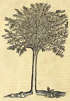 Picture 29 of 52 from Gulielmi Pisonis medici Amstelædamensis De Indiæ utriusque re naturali et medica libri quatuordecim, quorum contenta pagina sequens exhibet (1658), leaf 184