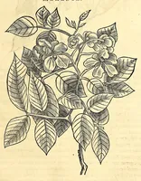 Picture 30 of 52 from Gulielmi Pisonis medici Amstelædamensis De Indiæ utriusque re naturali et medica libri quatuordecim, quorum contenta pagina sequens exhibet (1658), leaf 211