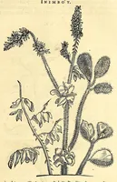 Picture 31 of 52 from Gulielmi Pisonis medici Amstelædamensis De Indiæ utriusque re naturali et medica libri quatuordecim, quorum contenta pagina sequens exhibet (1658), leaf 233