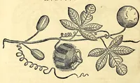 Picture 32 of 52 from Gulielmi Pisonis medici Amstelædamensis De Indiæ utriusque re naturali et medica libri quatuordecim, quorum contenta pagina sequens exhibet (1658), leaf 276