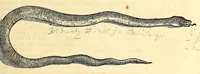 Picture 34 of 52 from Gulielmi Pisonis medici Amstelædamensis De Indiæ utriusque re naturali et medica libri quatuordecim, quorum contenta pagina sequens exhibet (1658), leaf 309