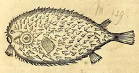Picture 35 of 52 from Gulielmi Pisonis medici Amstelædamensis De Indiæ utriusque re naturali et medica libri quatuordecim, quorum contenta pagina sequens exhibet (1658), leaf 330