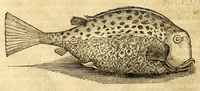 Picture 36 of 52 from Gulielmi Pisonis medici Amstelædamensis De Indiæ utriusque re naturali et medica libri quatuordecim, quorum contenta pagina sequens exhibet (1658), leaf 330