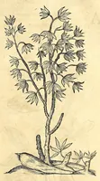 Picture 37 of 52 from Gulielmi Pisonis medici Amstelædamensis De Indiæ utriusque re naturali et medica libri quatuordecim, quorum contenta pagina sequens exhibet (1658), leaf 335