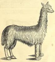 Picture 39 of 52 from Gulielmi Pisonis medici Amstelædamensis De Indiæ utriusque re naturali et medica libri quatuordecim, quorum contenta pagina sequens exhibet (1658), leaf 399