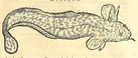 An illustration from Gulielmi Pisonis medici Amstelædamensis De Indiæ utriusque re naturali et medica libri quatuordecim, quorum contenta pagina sequens exhibet (1658)