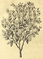 Picture 43 of 52 from Gulielmi Pisonis medici Amstelædamensis De Indiæ utriusque re naturali et medica libri quatuordecim, quorum contenta pagina sequens exhibet (1658), leaf 490
