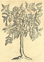 Picture 45 of 52 from Gulielmi Pisonis medici Amstelædamensis De Indiæ utriusque re naturali et medica libri quatuordecim, quorum contenta pagina sequens exhibet (1658), leaf 503