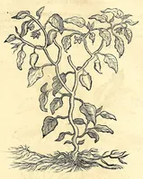 An illustration from Gulielmi Pisonis medici Amstelædamensis De Indiæ utriusque re naturali et medica libri quatuordecim, quorum contenta pagina sequens exhibet (1658)