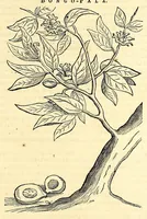 Picture 50 of 52 from Gulielmi Pisonis medici Amstelædamensis De Indiæ utriusque re naturali et medica libri quatuordecim, quorum contenta pagina sequens exhibet (1658), leaf 575