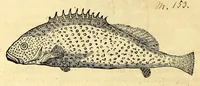 An illustration from Gulielmi Pisonis medici Amstelædamensis De Indiæ utriusque re naturali et medica libri quatuordecim, quorum contenta pagina sequens exhibet (1658)