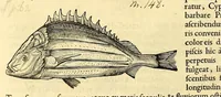 Picture 4 of 52 from Gulielmi Pisonis medici Amstelædamensis De Indiæ utriusque re naturali et medica libri quatuordecim, quorum contenta pagina sequens exhibet (1658), leaf 80