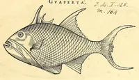 Picture 5 of 52 from Gulielmi Pisonis medici Amstelædamensis De Indiæ utriusque re naturali et medica libri quatuordecim, quorum contenta pagina sequens exhibet (1658), leaf 85