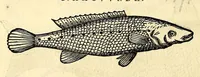 Picture 9 of 52 from Gulielmi Pisonis medici Amstelædamensis De Indiæ utriusque re naturali et medica libri quatuordecim, quorum contenta pagina sequens exhibet (1658), leaf 94