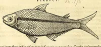 Picture 10 of 52 from Gulielmi Pisonis medici Amstelædamensis De Indiæ utriusque re naturali et medica libri quatuordecim, quorum contenta pagina sequens exhibet (1658), leaf 94