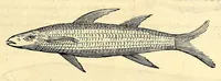 An illustration from Gulielmi Pisonis medici Amstelædamensis De Indiæ utriusque re naturali et medica libri quatuordecim, quorum contenta pagina sequens exhibet (1658)