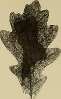 An illustration from Guter und schlechter Geschmack im Kunstgewerbe (1912)