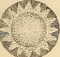 An illustration from Guy's Elements of astronomy : and an abridgment of Keith's New treastise on the use of the globes (1864)