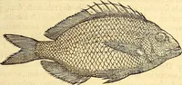 Picture 64 of 837 from Gvlielmi Rondeletii ... Libri de piscibus marinis, in quibus veræ piscium effigies expressæ sunt .. (1554), leaf 134