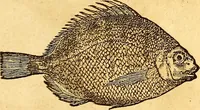 An illustration from Gvlielmi Rondeletii ... Libri de piscibus marinis, in quibus veræ piscium effigies expressæ sunt .. (1554)