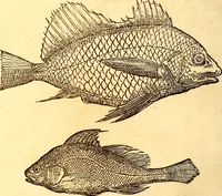 Picture 76 of 837 from Gvlielmi Rondeletii ... Libri de piscibus marinis, in quibus veræ piscium effigies expressæ sunt .. (1554), leaf 147