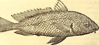 Picture 78 of 837 from Gvlielmi Rondeletii ... Libri de piscibus marinis, in quibus veræ piscium effigies expressæ sunt .. (1554), leaf 151