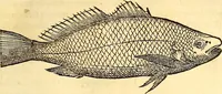 Picture 80 of 837 from Gvlielmi Rondeletii ... Libri de piscibus marinis, in quibus veræ piscium effigies expressæ sunt .. (1554), leaf 154