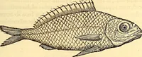 An illustration from Gvlielmi Rondeletii ... Libri de piscibus marinis, in quibus veræ piscium effigies expressæ sunt .. (1554)