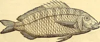 Picture 101 of 837 from Gvlielmi Rondeletii ... Libri de piscibus marinis, in quibus veræ piscium effigies expressæ sunt .. (1554), leaf 172
