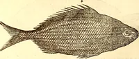 An illustration from Gvlielmi Rondeletii ... Libri de piscibus marinis, in quibus veræ piscium effigies expressæ sunt .. (1554)