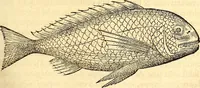 Picture 107 of 837 from Gvlielmi Rondeletii ... Libri de piscibus marinis, in quibus veræ piscium effigies expressæ sunt .. (1554), leaf 176