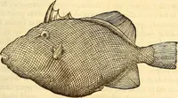 Picture 109 of 837 from Gvlielmi Rondeletii ... Libri de piscibus marinis, in quibus veræ piscium effigies expressæ sunt .. (1554), leaf 178