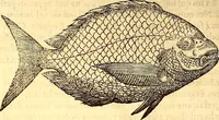 Picture 113 of 837 from Gvlielmi Rondeletii ... Libri de piscibus marinis, in quibus veræ piscium effigies expressæ sunt .. (1554), leaf 183