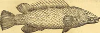 Picture 115 of 837 from Gvlielmi Rondeletii ... Libri de piscibus marinis, in quibus veræ piscium effigies expressæ sunt .. (1554), leaf 188