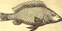 Picture 117 of 837 from Gvlielmi Rondeletii ... Libri de piscibus marinis, in quibus veræ piscium effigies expressæ sunt .. (1554), leaf 189