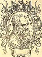 Picture 8 of 837 from Gvlielmi Rondeletii ... Libri de piscibus marinis, in quibus veræ piscium effigies expressæ sunt .. (1554), leaf 19