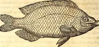 Picture 121 of 837 from Gvlielmi Rondeletii ... Libri de piscibus marinis, in quibus veræ piscium effigies expressæ sunt .. (1554), leaf 193