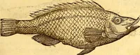 An illustration from Gvlielmi Rondeletii ... Libri de piscibus marinis, in quibus veræ piscium effigies expressæ sunt .. (1554)