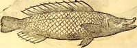 Picture 125 of 837 from Gvlielmi Rondeletii ... Libri de piscibus marinis, in quibus veræ piscium effigies expressæ sunt .. (1554), leaf 195