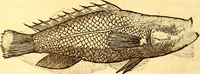 An illustration from Gvlielmi Rondeletii ... Libri de piscibus marinis, in quibus veræ piscium effigies expressæ sunt .. (1554)