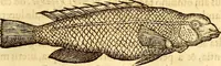An illustration from Gvlielmi Rondeletii ... Libri de piscibus marinis, in quibus veræ piscium effigies expressæ sunt .. (1554)