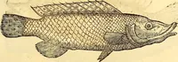 An illustration from Gvlielmi Rondeletii ... Libri de piscibus marinis, in quibus veræ piscium effigies expressæ sunt .. (1554)