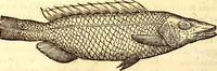 Picture 130 of 837 from Gvlielmi Rondeletii ... Libri de piscibus marinis, in quibus veræ piscium effigies expressæ sunt .. (1554), leaf 197