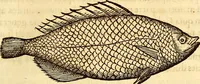 An illustration from Gvlielmi Rondeletii ... Libri de piscibus marinis, in quibus veræ piscium effigies expressæ sunt .. (1554)