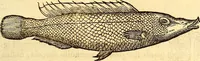 An illustration from Gvlielmi Rondeletii ... Libri de piscibus marinis, in quibus veræ piscium effigies expressæ sunt .. (1554)