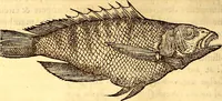 Picture 134 of 837 from Gvlielmi Rondeletii ... Libri de piscibus marinis, in quibus veræ piscium effigies expressæ sunt .. (1554), leaf 201