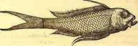 An illustration from Gvlielmi Rondeletii ... Libri de piscibus marinis, in quibus veræ piscium effigies expressæ sunt .. (1554)