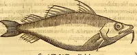 Picture 140 of 837 from Gvlielmi Rondeletii ... Libri de piscibus marinis, in quibus veræ piscium effigies expressæ sunt .. (1554), leaf 210